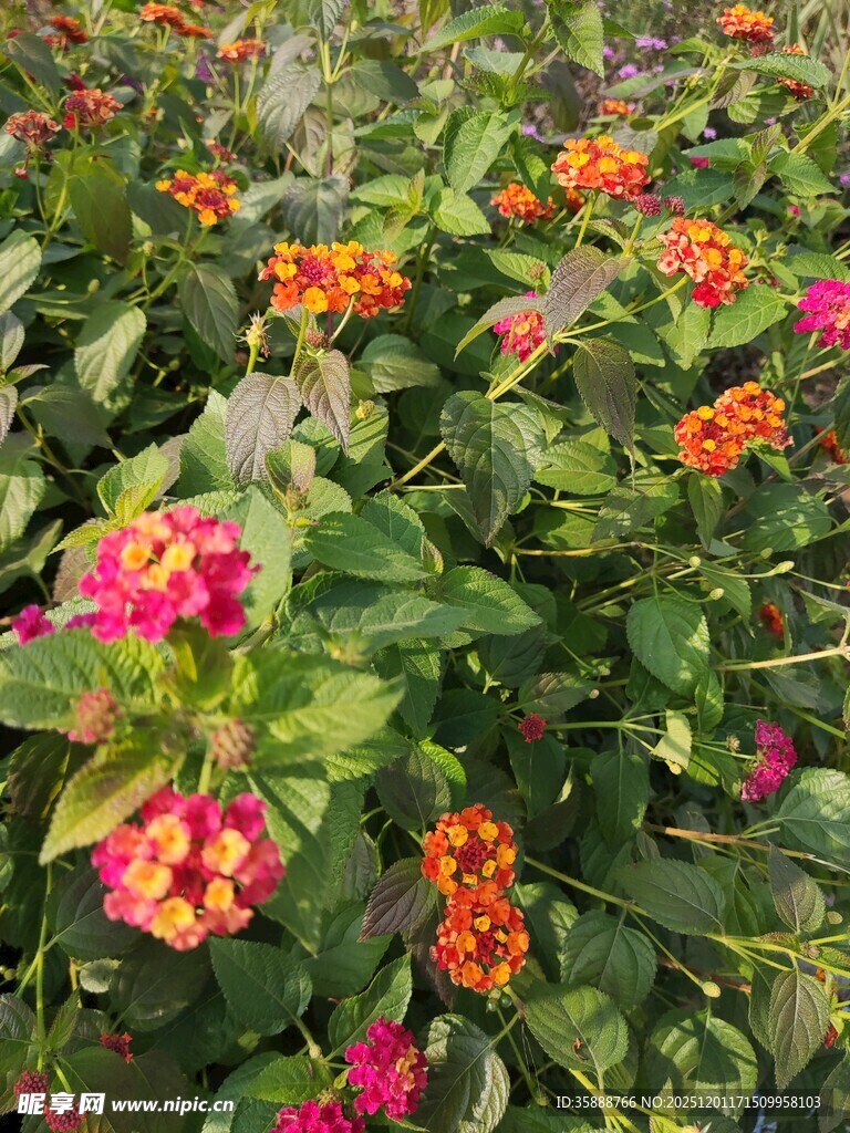 多彩马缨丹绽放的美丽