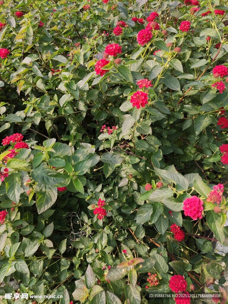 盛开的红色花丛