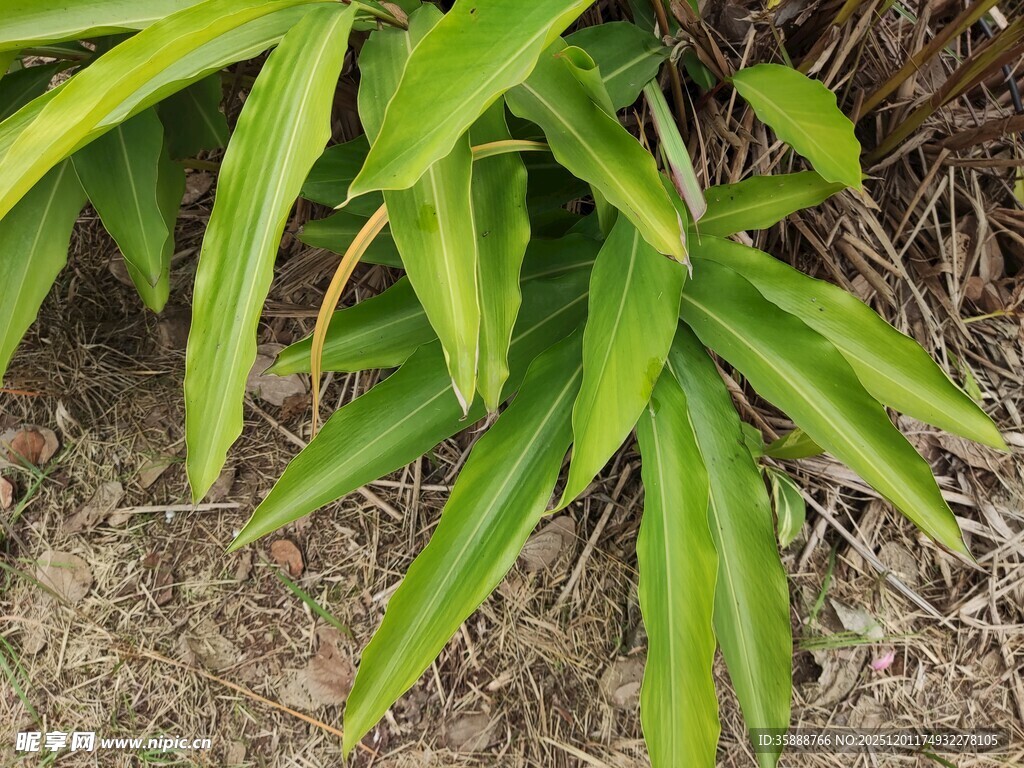 翠绿叶片的植物特写