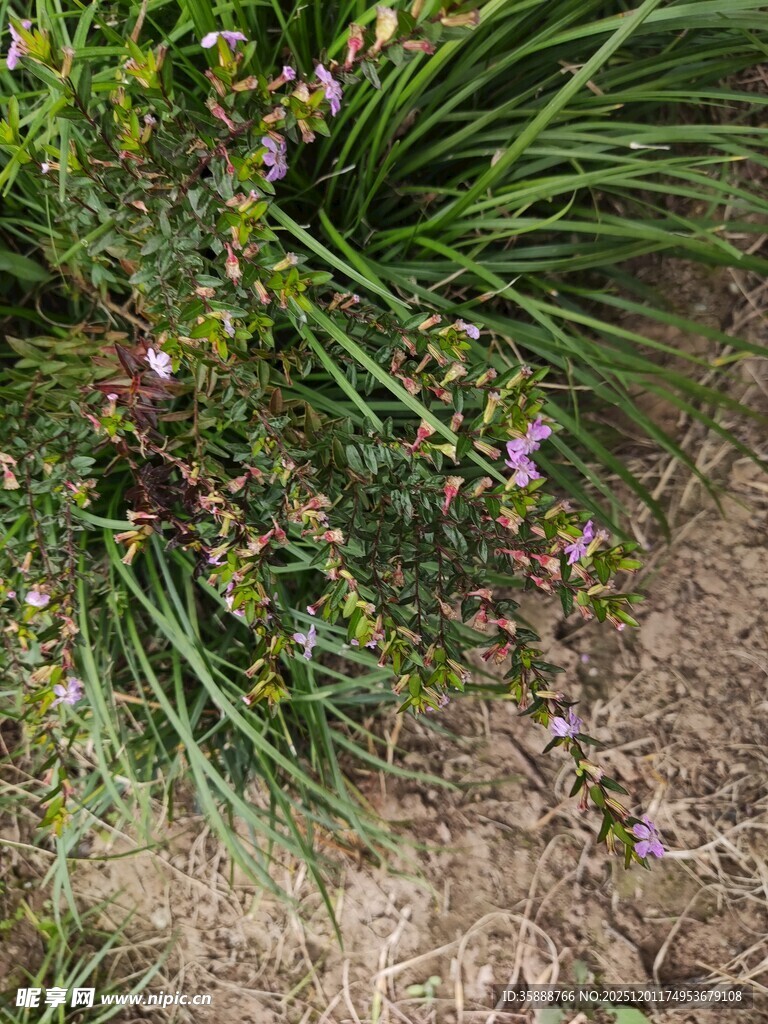 草丛中的紫色小花