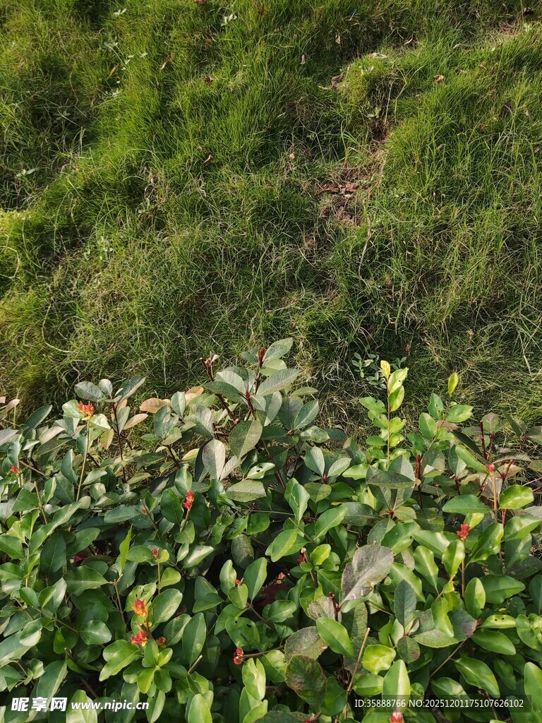 翠绿繁茂的植物景观