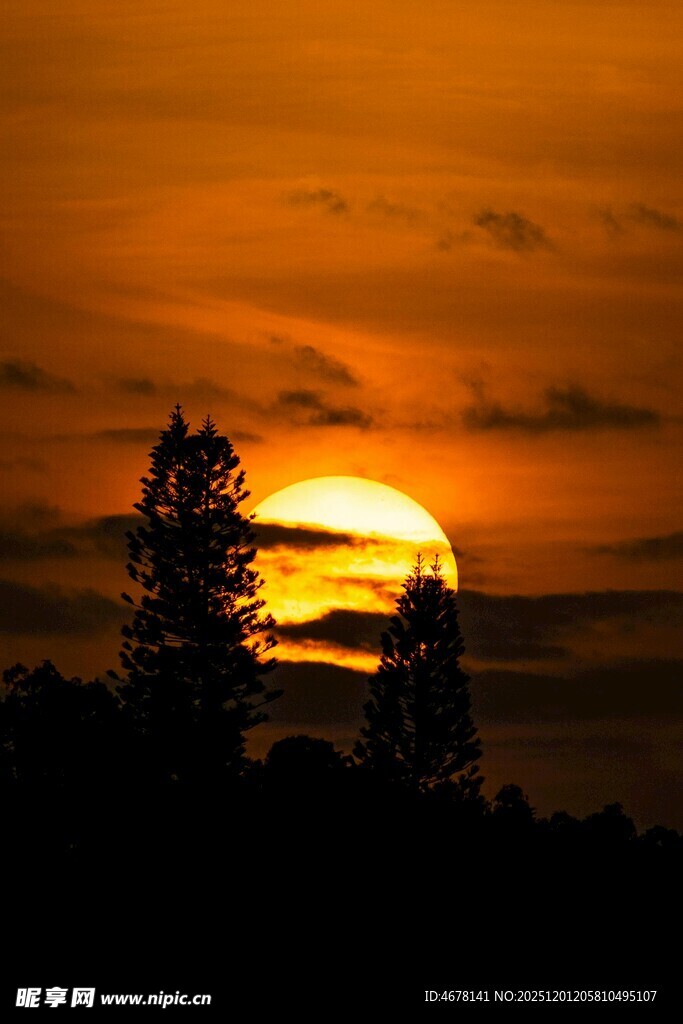 夕阳西下树木剪影美景