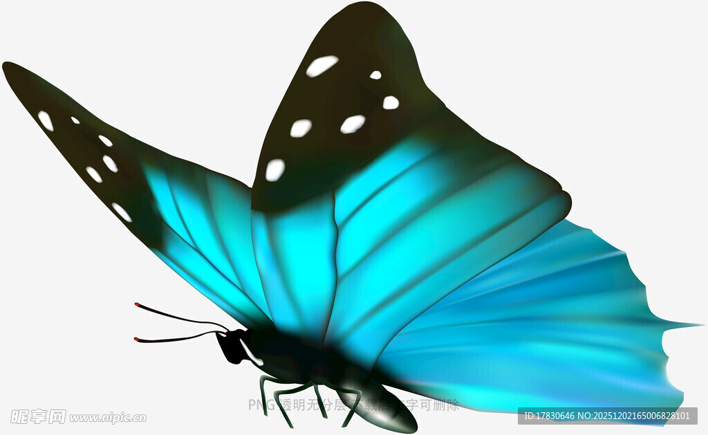 蓝蝶展翅