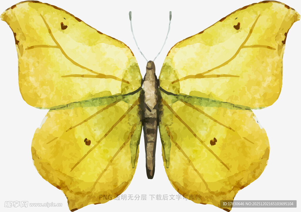 黄色蝴蝶水彩画艺术图