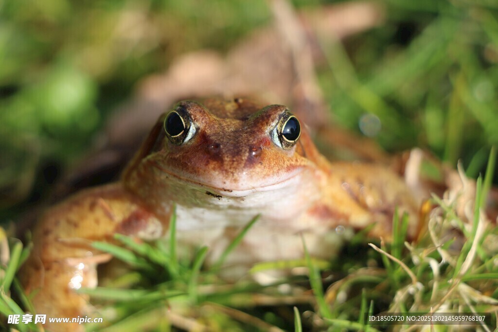 草丛中的青蛙特写