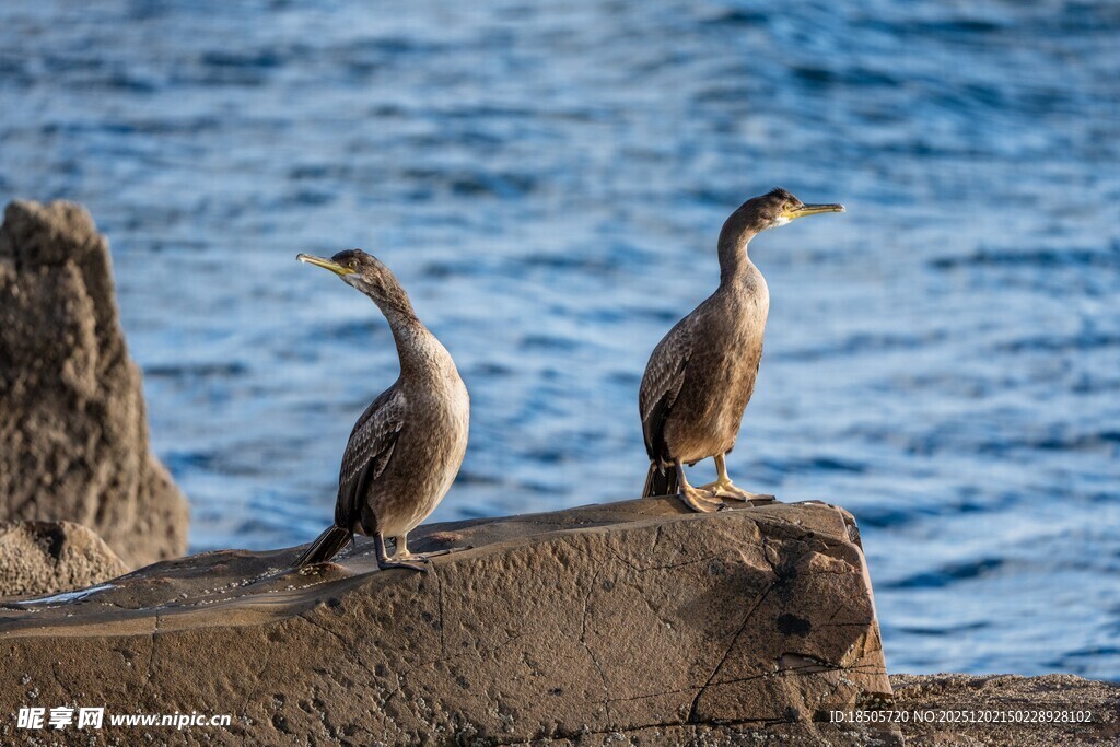 礁石上的两只鸬鹚