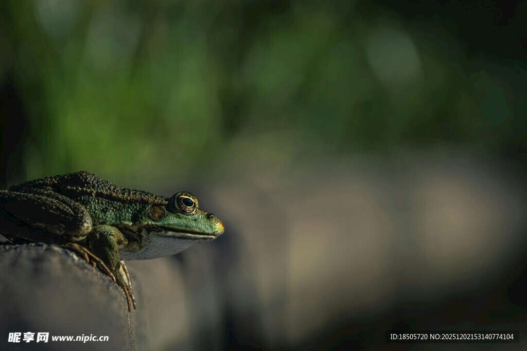 栖息于木上的翠绿青蛙