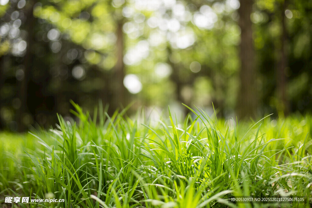 嫩绿草地清新自然之景