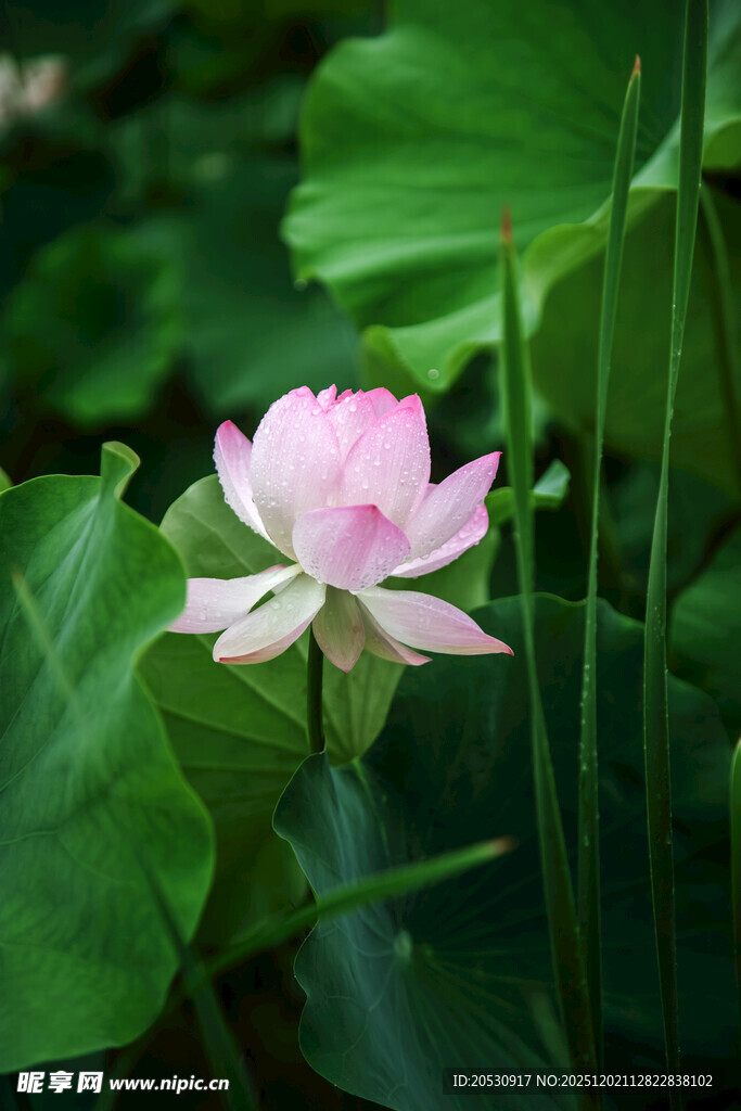 娇艳荷花绽放于绿叶间