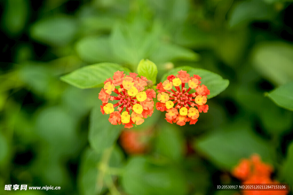 鲜艳双色花朵绽放绿叶间