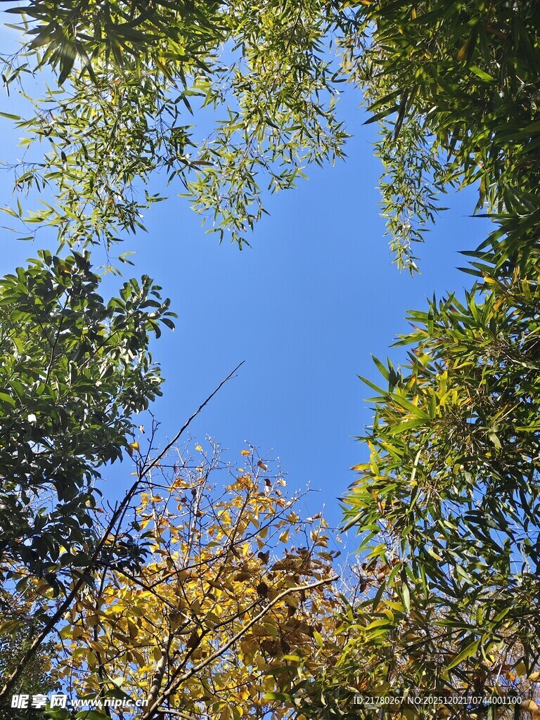仰望蓝天繁茂枝叶