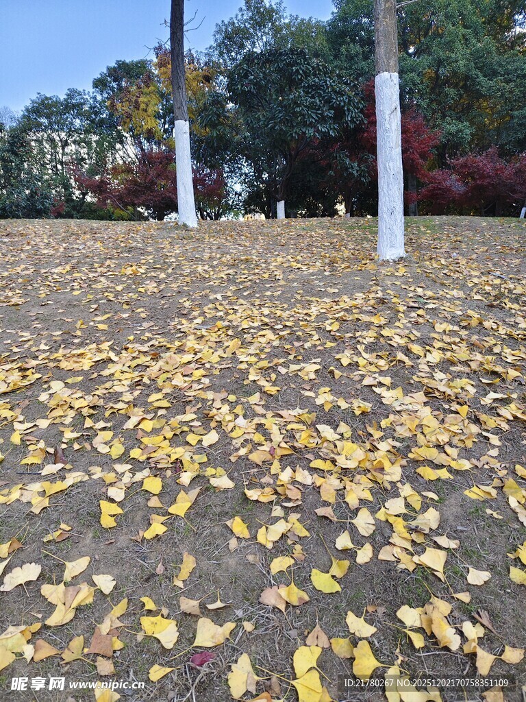 秋日落叶 满地金黄