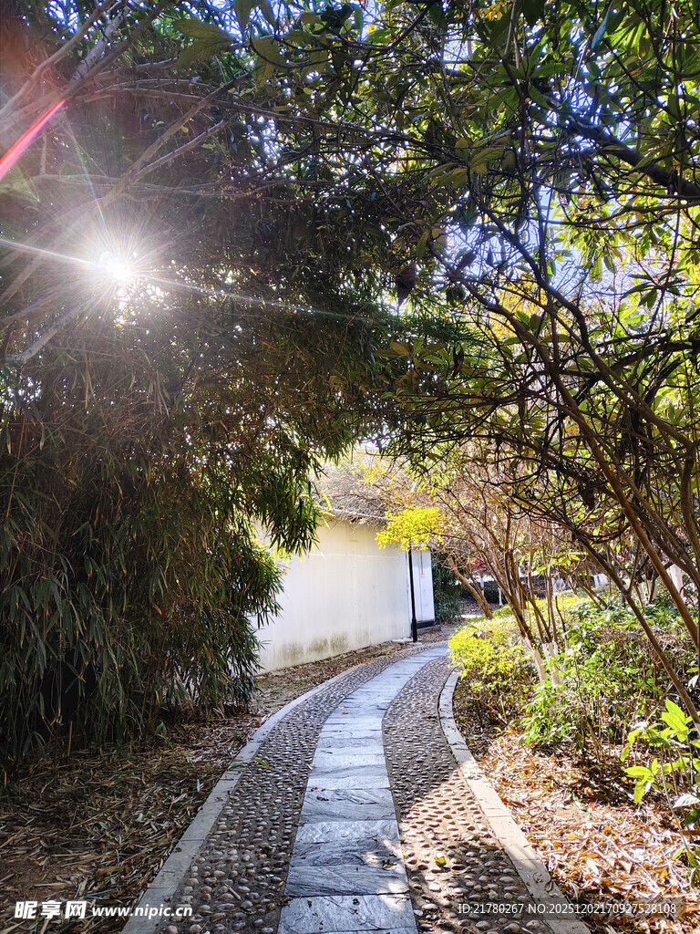 阳光下的幽静林间小道