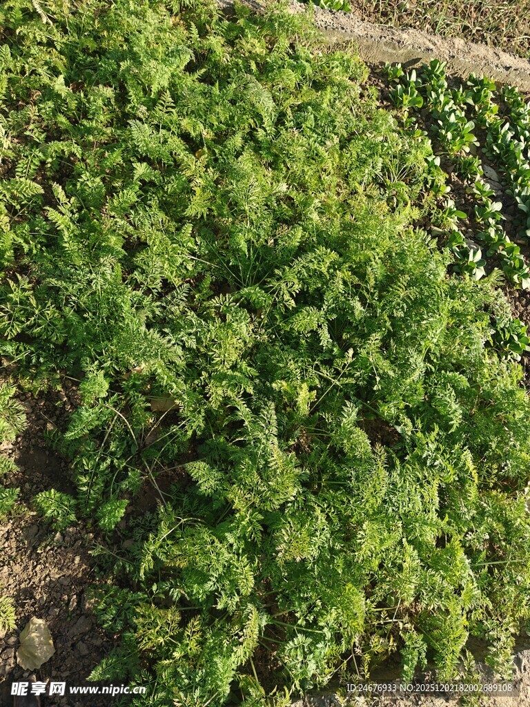 农田中的绿色植物景观