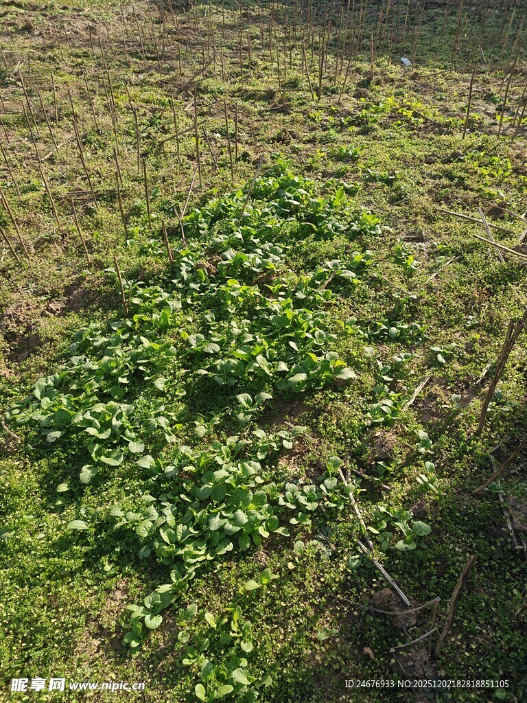 草地上的绿色植物群落