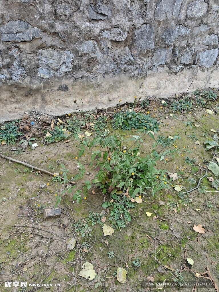 墙边生长的绿色小植物