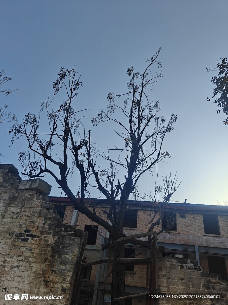 破败房屋旁的枯树