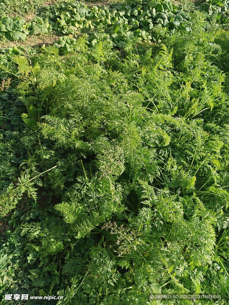 翠绿繁茂的植物景观