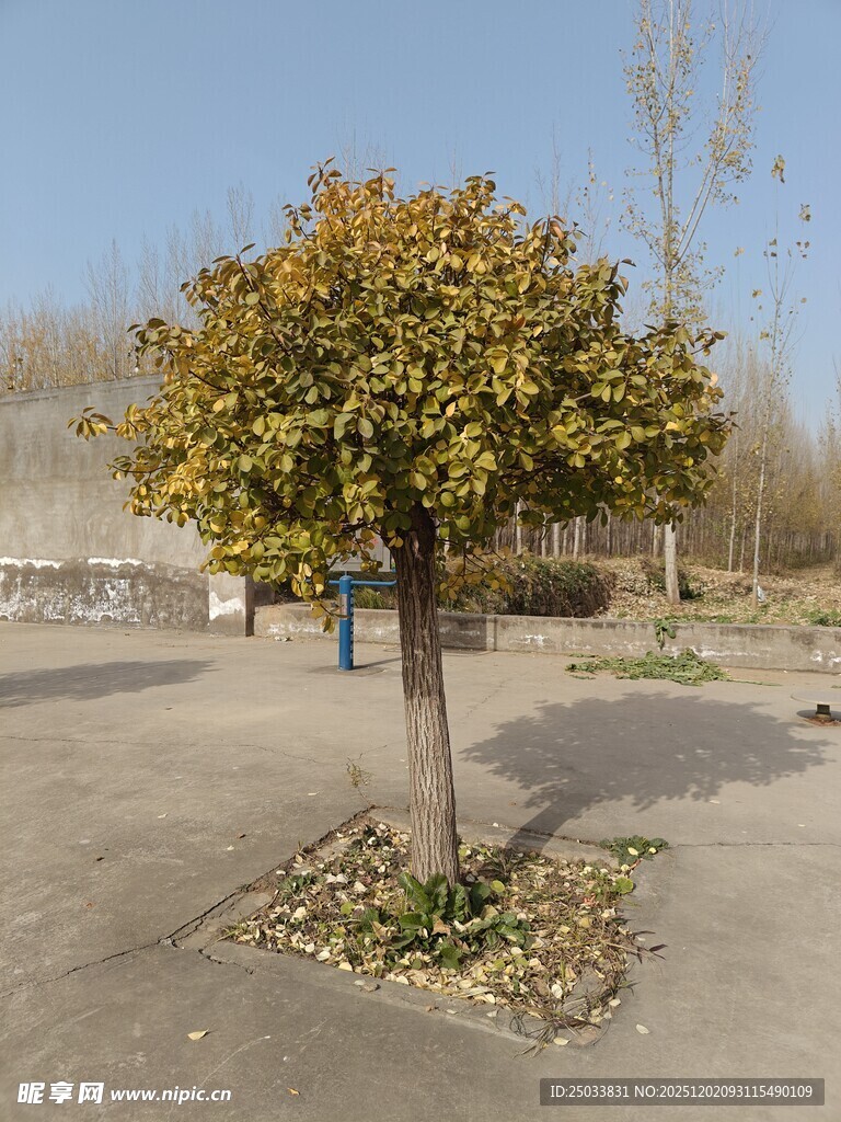 孤树挺立在空旷场地中