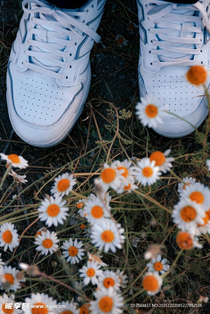 白鞋下的雏菊烂漫景象