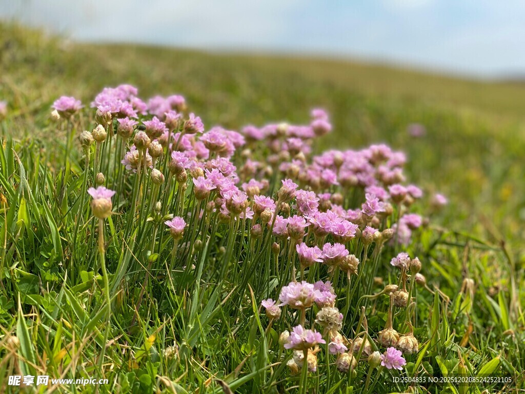 草原上的粉色小花绽放