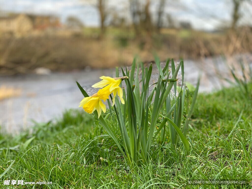 溪边绽放的黄色水仙花