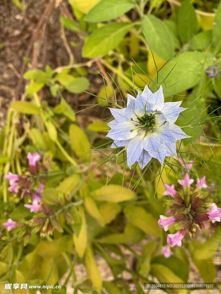 蓝花绽放于多彩花丛间