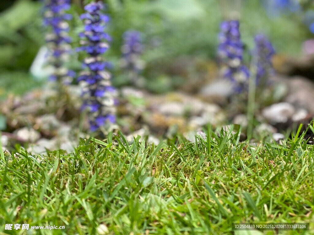 紫色小花与翠绿草地