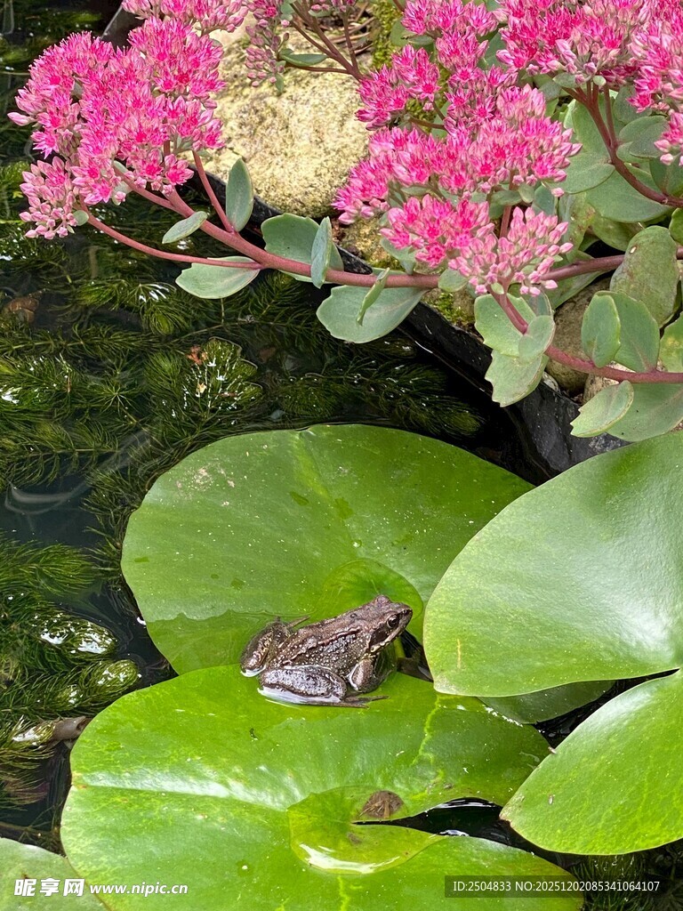 荷叶上的青蛙与娇艳花朵