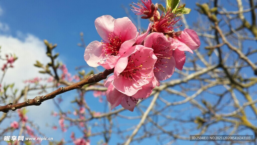 枝头绽放的娇艳粉色花朵