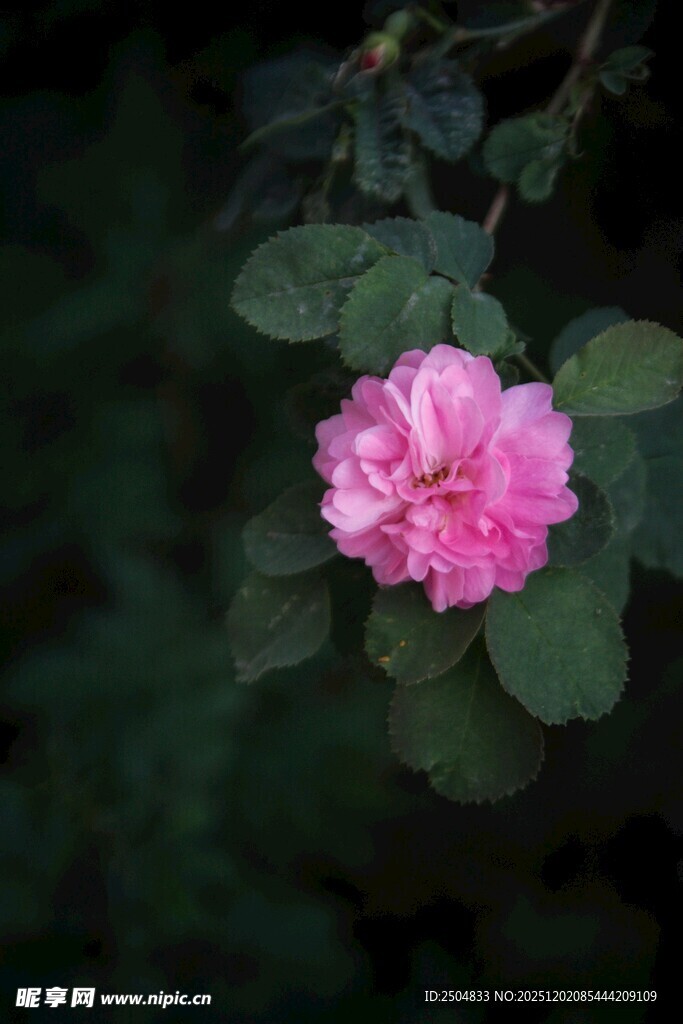 娇艳粉色月季花