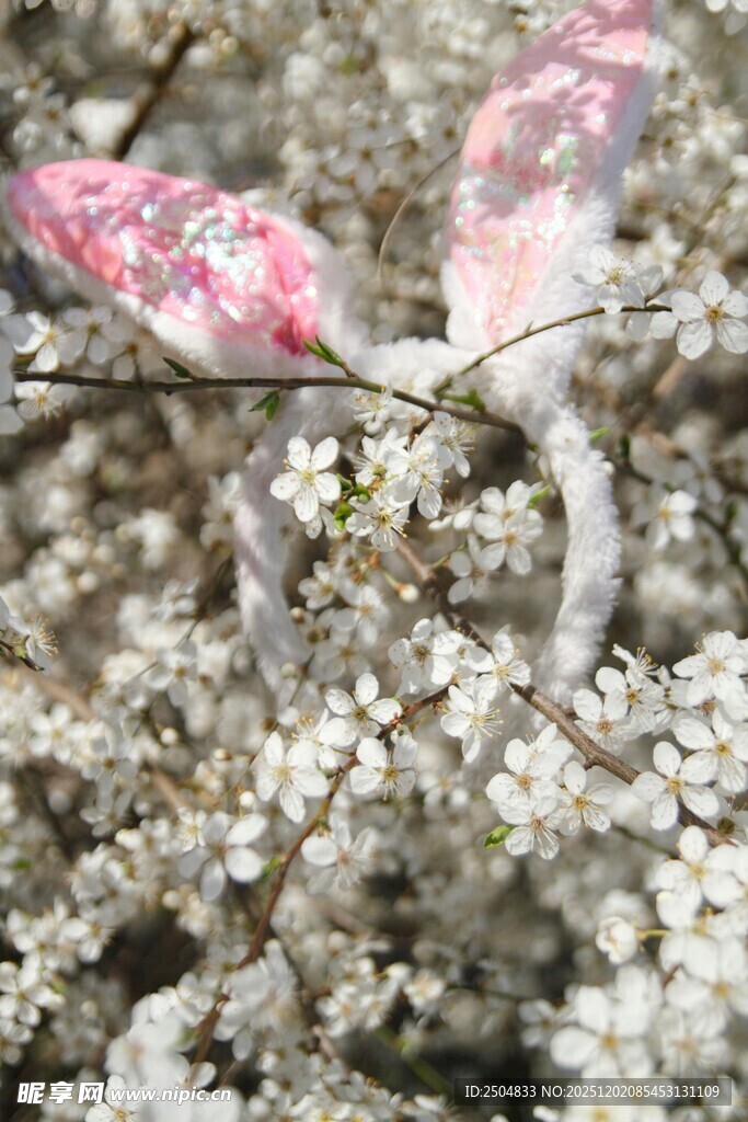 粉色蝴蝶停于白花枝头