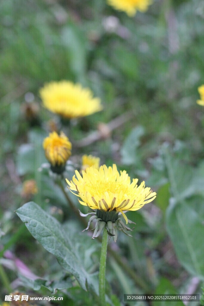 绽放的黄色蒲公英花朵