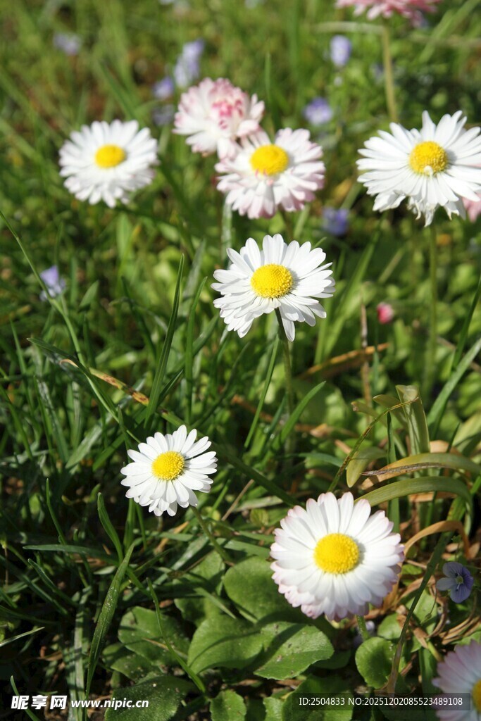 草地上绽放的清新小雏菊