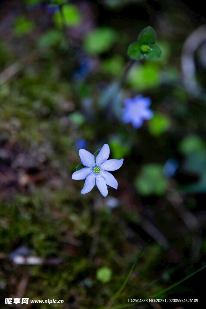 草丛中的蓝色小花