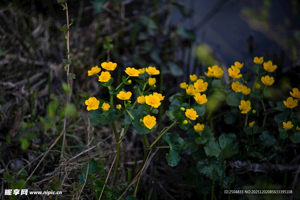 野外绽放的黄色小花