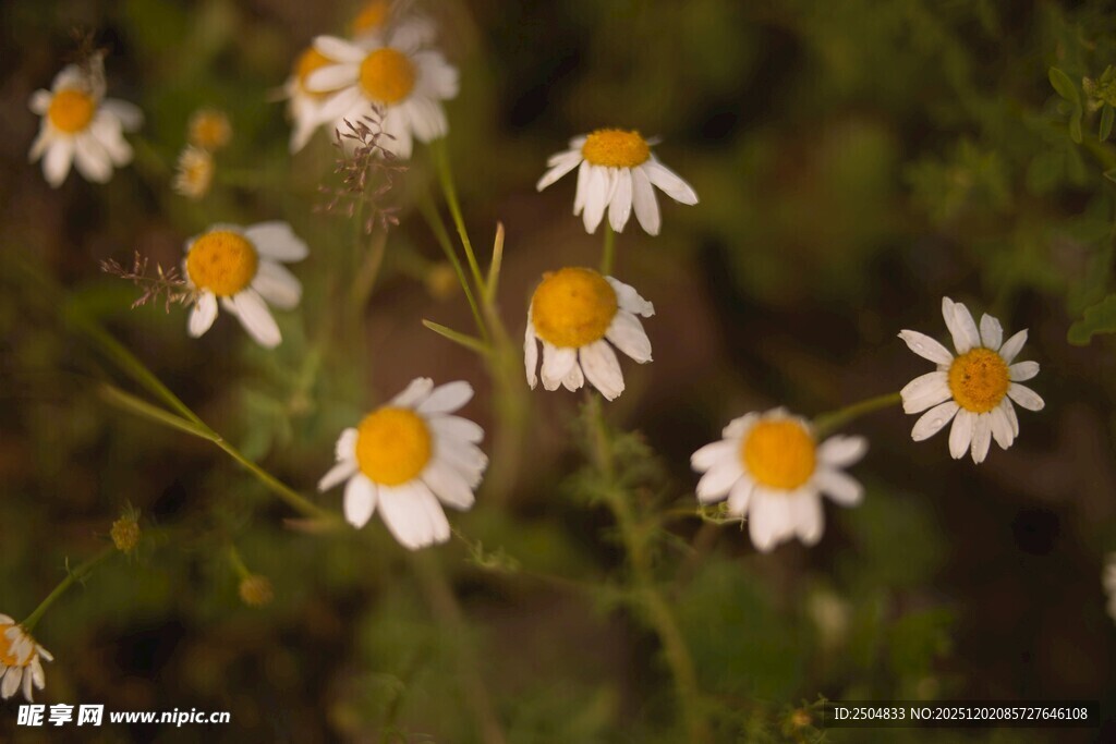 小雏菊绽放于自然间