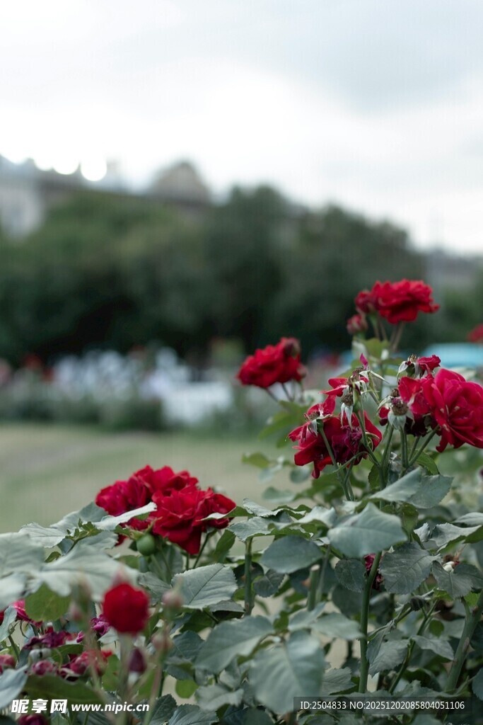 娇艳红玫瑰绽放于户外