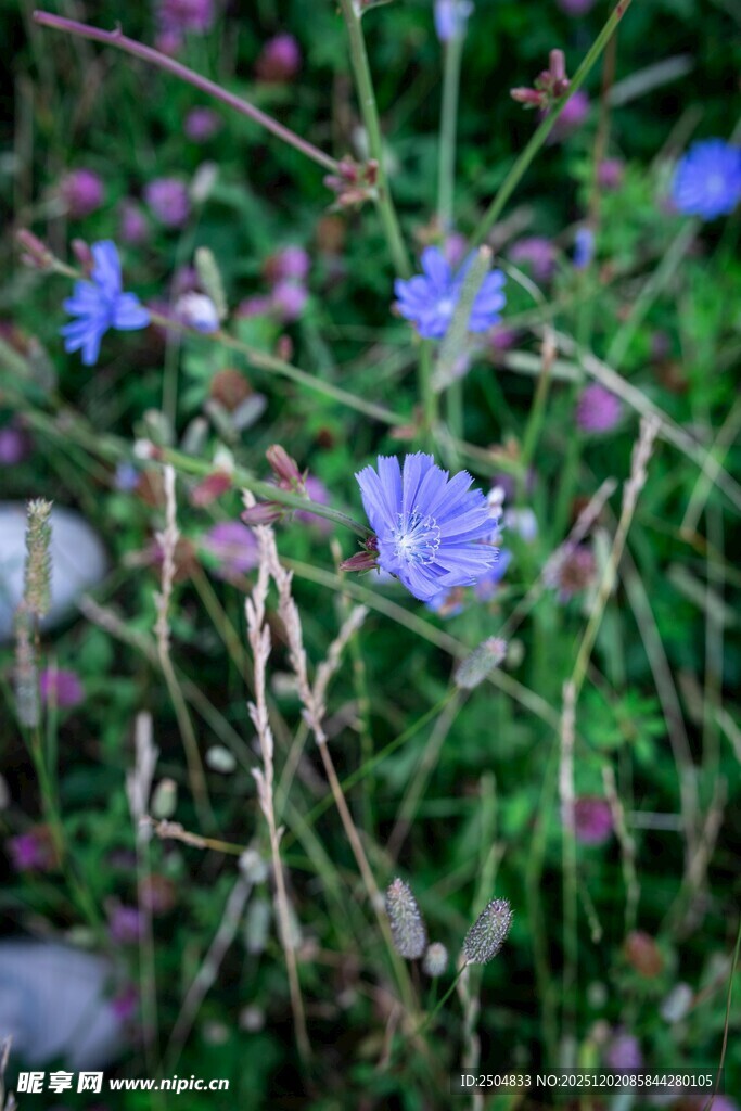 蓝花绽放于草丛间