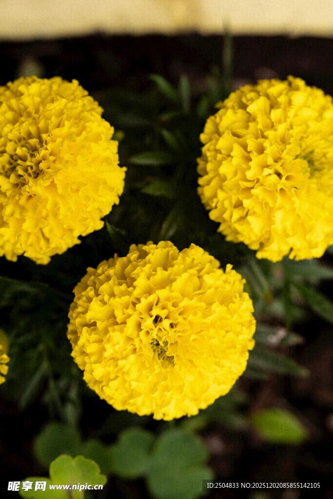 四朵黄色菊花绽放