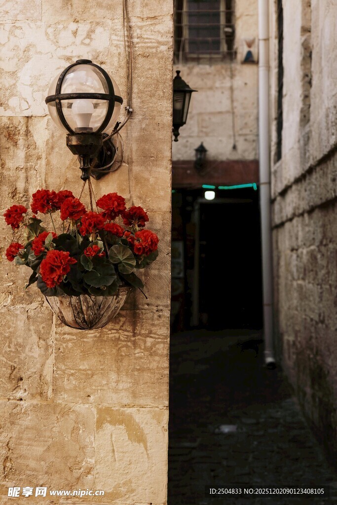 小巷墙边的艳丽红花