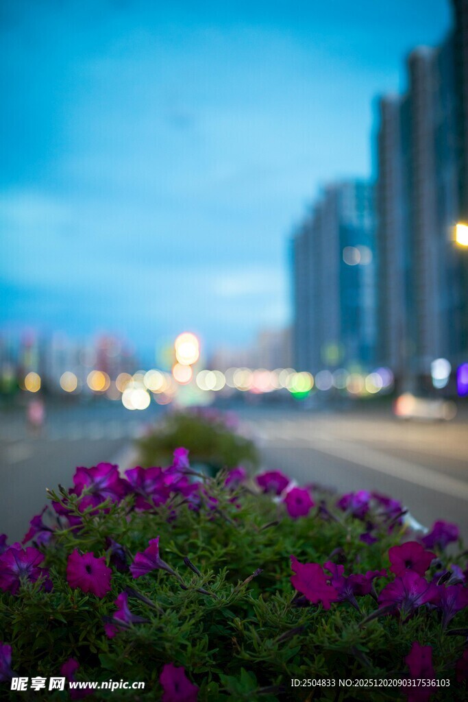 城市路边绽放的紫色花卉