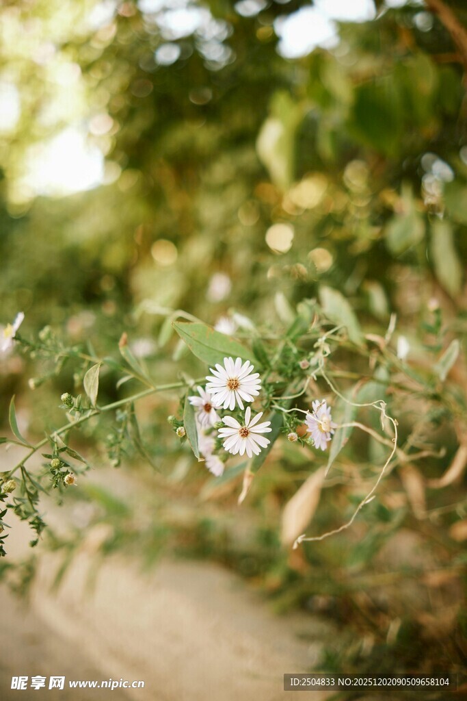 阳光下的繁茂绿植花朵