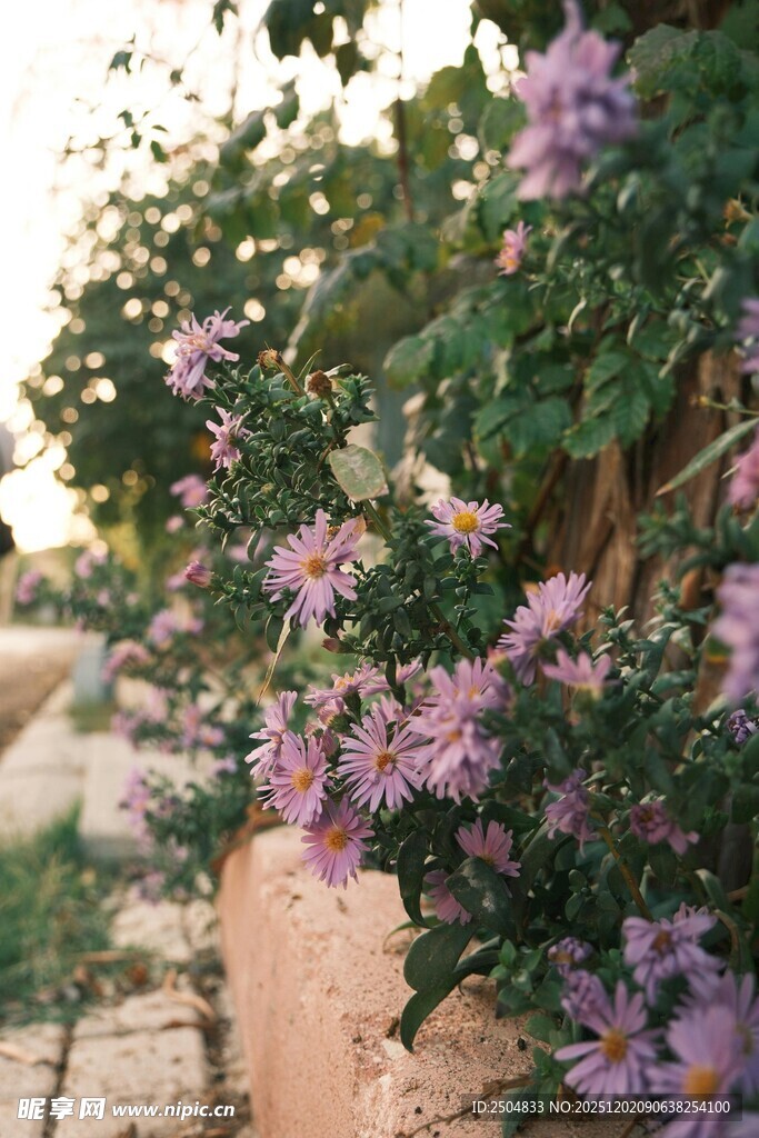 墙边绽放的繁茂紫色花朵