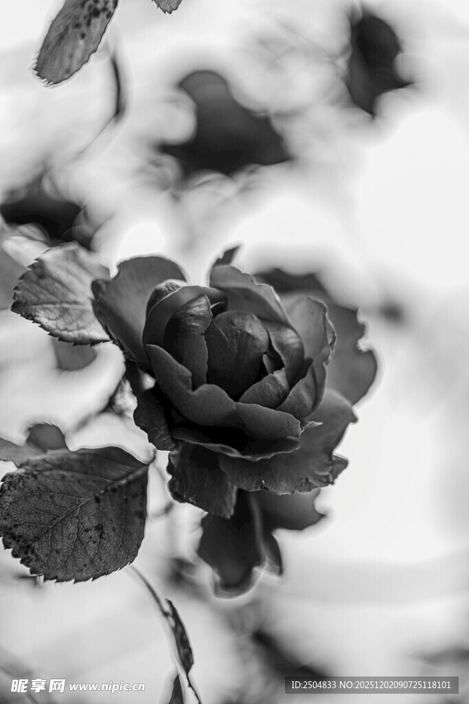 黑白玫瑰特写