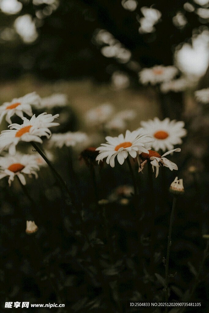 阳光下的清新小雏菊