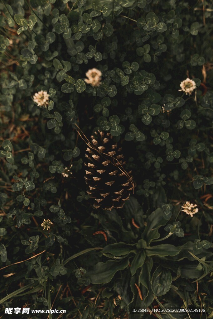 松林中的松果与小花