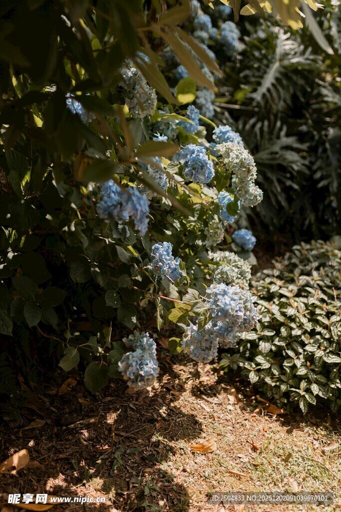 蓝花植物与周边绿植景观