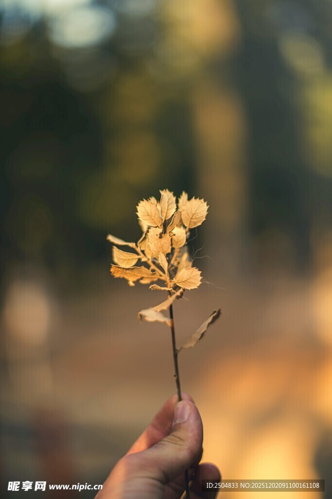 手持黄花 秋意悄然绽放