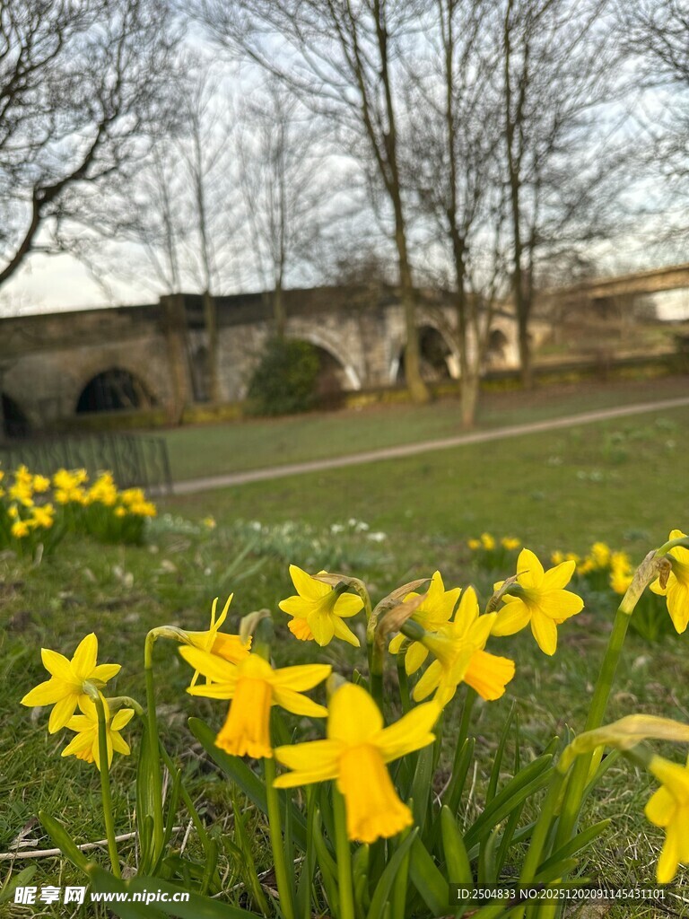 春日黄水仙绽放于古桥边